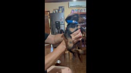Dog playfully spins in person's hands in Wanda, Argentina