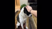 temp