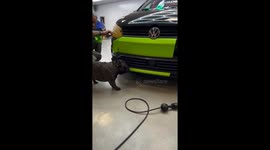 Dog assists in removing car wraps in Stockholm, Sweden