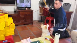 Dog watches owner try ceremonial gesture in Guangdong, China