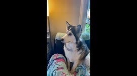 Dog captivated by bear hunting show on TV