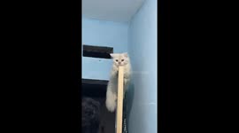 White cat rescued after getting stuck on top of a door in Palu, Indonesia