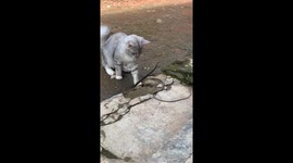 Cat remains unfazed as snake tries to attack in Lubuklinggau, Indonesia