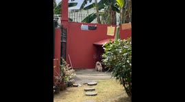 Dog in cage pees on another in Quezon City