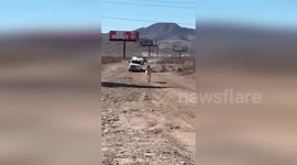 US: Las Vegas Runaway Cow Sparks Traffic Scare Near Interstate 15