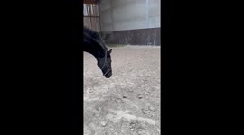 Horse runs after a string in Wervicq-Sud, France