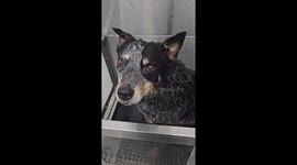 Dog Jumps Out Of Tub, Ignoring Door