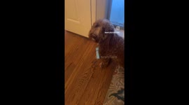 Sparky the Goldendoodle: Neighborhood mailman with a fluffy twist