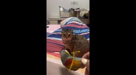 Cat playing with toy owner take to see cat's reaction about and the cat reacts like she don't want the toy