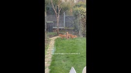 Foxes gone wild: London job hunt interrupted by backyard chaos