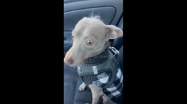 Dog shakes as owner tries to reassure it in Wendell, North Carolina