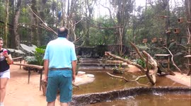 Macaws flying at Parque das Aves