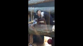 MUST SEE!!! Monkey beating up a newspaper at the Michigan City, IN Zoo!