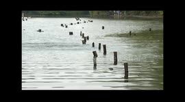 Fish jump surprisingly high out of water