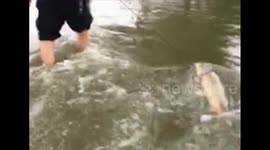 Man takes fish for a walk in floodwater