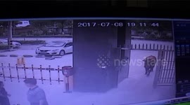 汉中勉县：小牛受惊跑进小区伤人 民警果断击毙