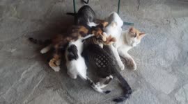 How many kittens cat eat from a small cat mom?