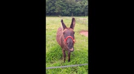 Talking donkey appears to say 'hello'