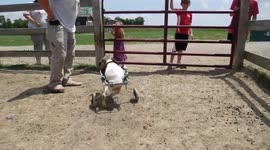 Goat injured in intentional dog attack learns to walk again