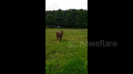Talking donkey appears to say 'hello'