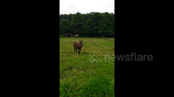 Talking donkey appears to say 'hello'