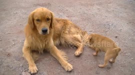 Cute puppy wants to play with his dad