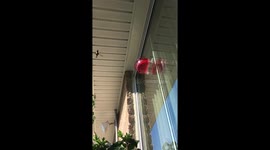 Close up of the notorious elusive hummingbird