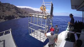Great White Sharks Guadalupe Island