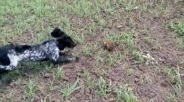 Hamster fights playful dog on field