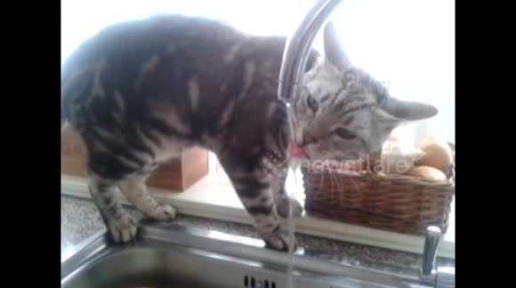Thirsty cat drinks water from kitchen tap