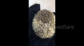 How to give medicine to a hedgehog
