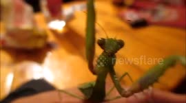 Praying Mantis loves the camera