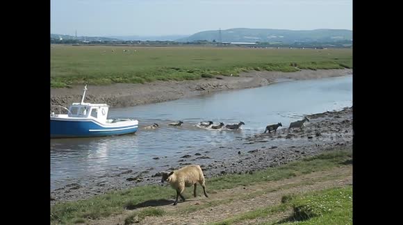 Sheep escape from their field by crossing river