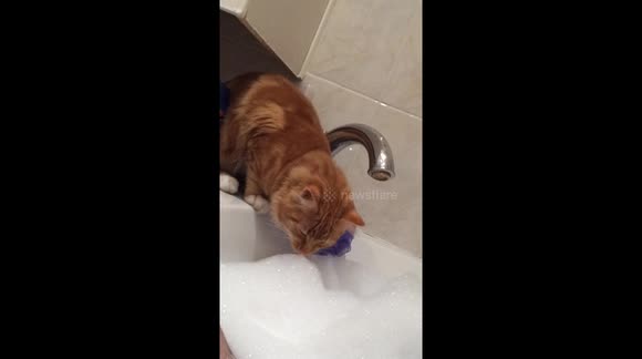 Samson getting a taste for bubbly