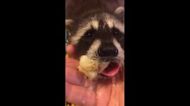 Baby Raccoon Suckling a Banana
