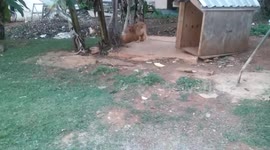 Dog playing with rooster