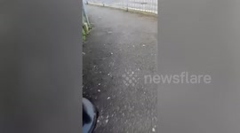 Sickening moment dead seagull held up 