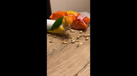 Joker the Caique is the ultimate nut-cracking sidekick