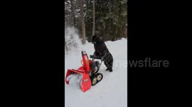 Newfoundland Dog Operates Snow Blower