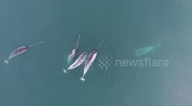 Canada: Unicorn of the Sea Stuns Scientists with Tusk Skills