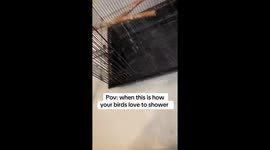 This is a controversial video of two cockatiels (Simon & Lola) getting showered while I, the owner, clean their cage. Simon, the grey cockatiel relaxed and Lola, the yellow cockatiel seems to be peacefully “thinking about her life choices” as some put it.