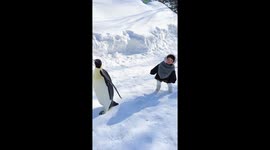 Toddler blends in with penguins in China