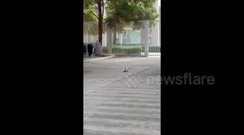 China:  A Cat That Looks Like a Football 