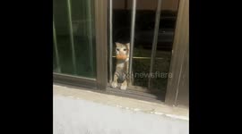 Cat struggles to enter building while holding meat on a stick