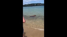 Capybara swims in the sea at a beach in Búzios, Brazil