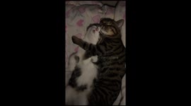 Two cats sleep peacefully together in loving embrace