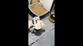 Dog carries two puppies on its back using a special sling in Beijing