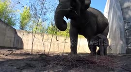 US: Baby Elephant Tula Takes First Steps Outdoors in Heartwarming Scene
