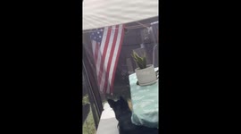 Tent trouble: Dog and owner team up to help trapped bird escape