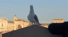 A seagull model among the tourists on the terrace of the Altar of the Fatherland in Rome.